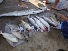 DSC01848.JPG